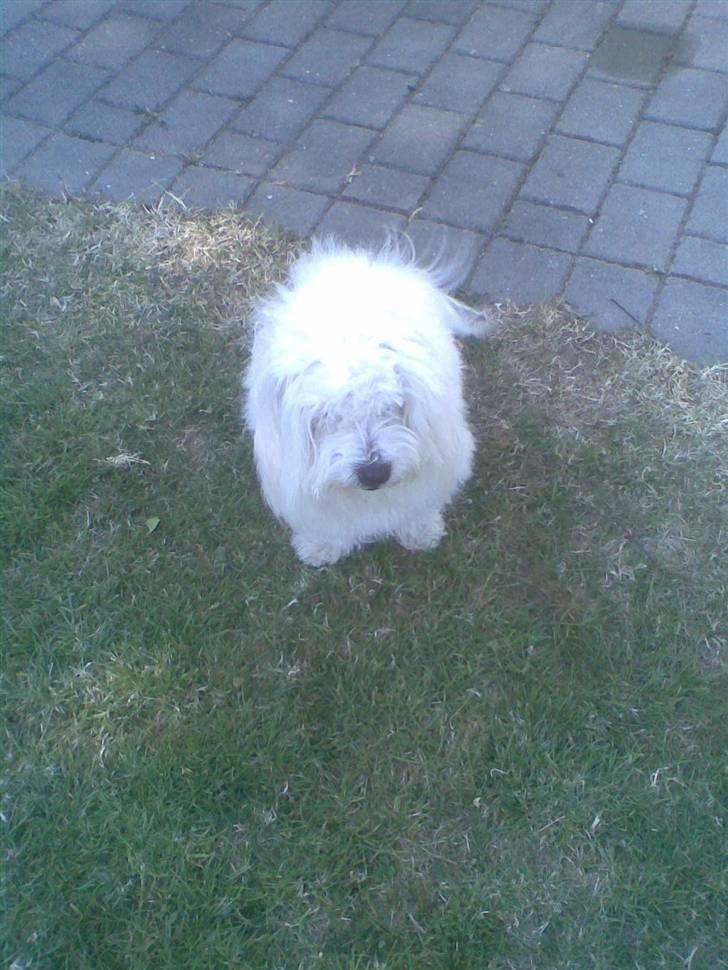 Coton de tulear Oscar<3 billede 10