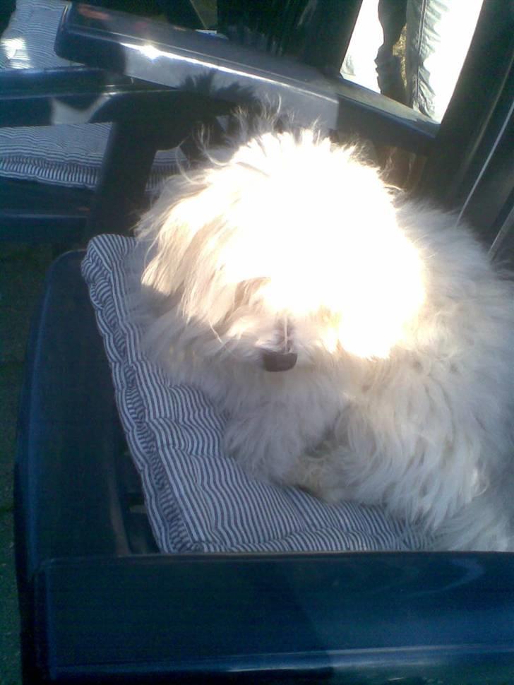 Coton de tulear Oscar<3 - Jaa Elsker AT Ligg´ Og Sove..<´33 billede 12