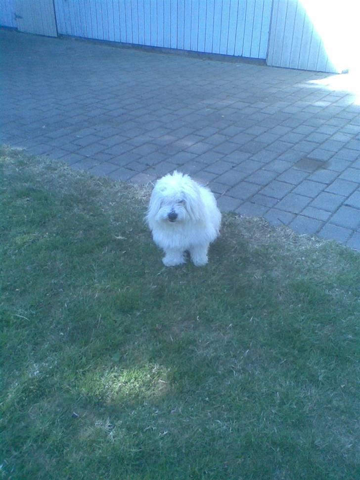 Coton de tulear Oscar<3 billede 13