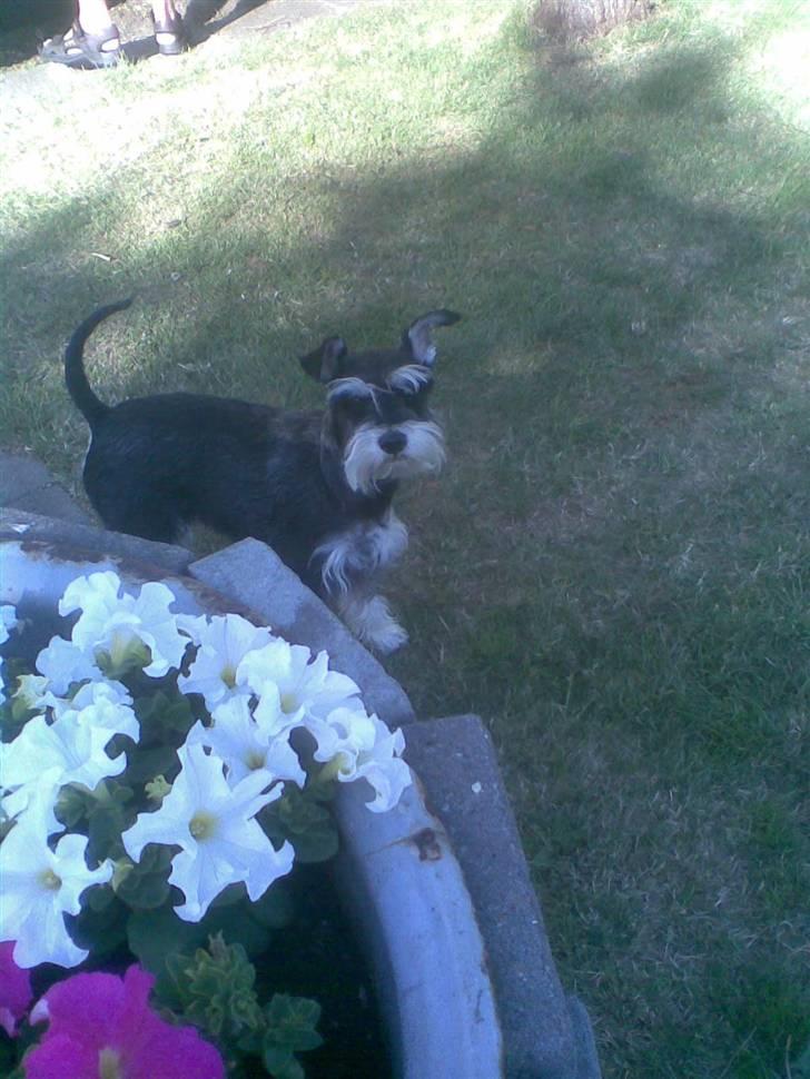 Coton de tulear Oscar<3 - Her Er Oscar´ss Bedste Ven HUn Hedder Busca billede 14