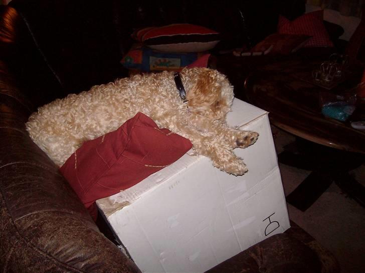 Mellempuddel mini max , (lille My) billede 2