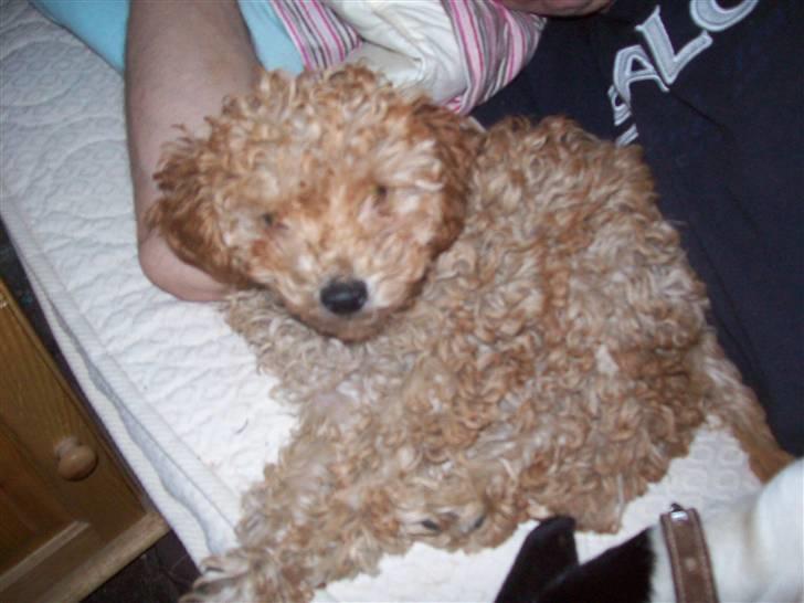 Mellempuddel mini max , (lille My) - Ah dejlige at putte ved far billede 3