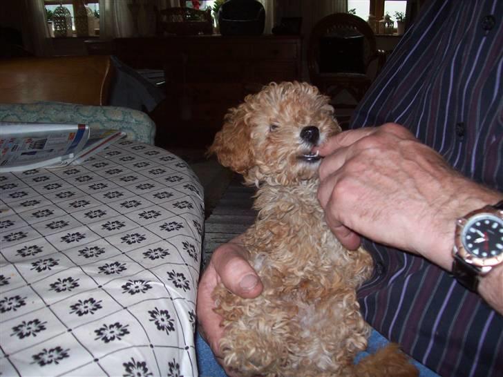 Mellempuddel mini max , (lille My) - skønt at blive nusset  billede 4