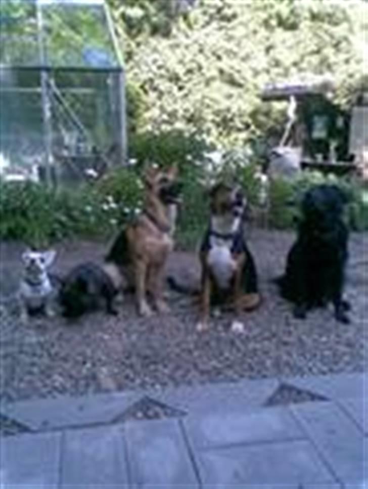Blanding af racer Coco  - dargo, coby, coco, ramses og elvis billede 20