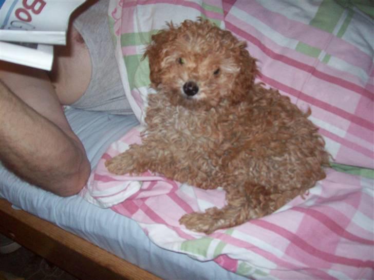 Mellempuddel mini max , (lille My) - ah ah ah billede 5