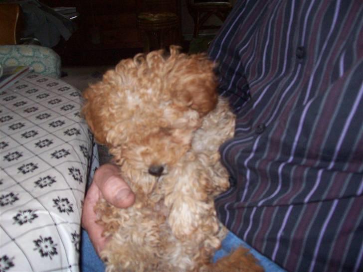 Mellempuddel mini max , (lille My) - det er rart at være i trygge hænder  billede 6