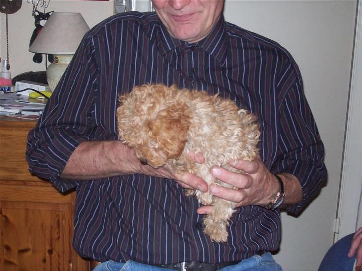 Mellempuddel mini max , (lille My) - ha ha ha far bærer mig billede 7