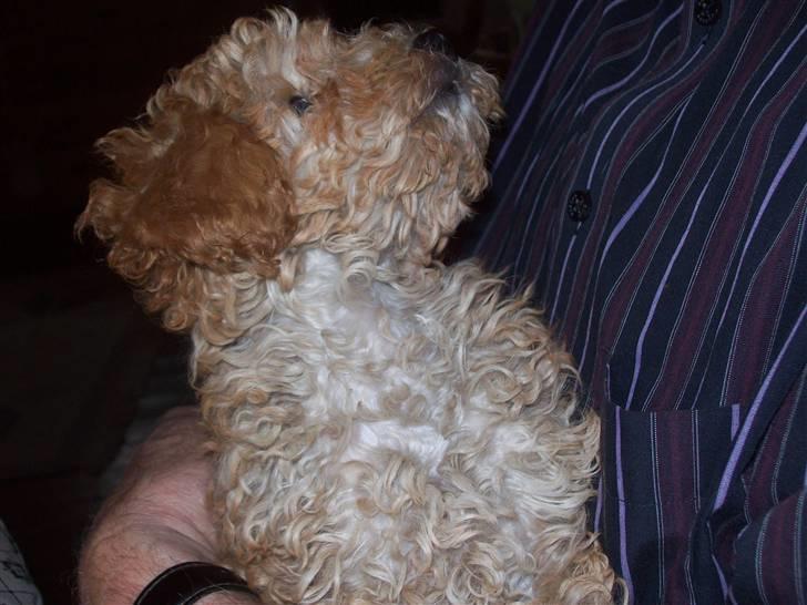 Mellempuddel mini max , (lille My) - far du er nu sød billede 8