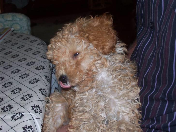 Mellempuddel mini max , (lille My) - hvad griner i andre af billede 9