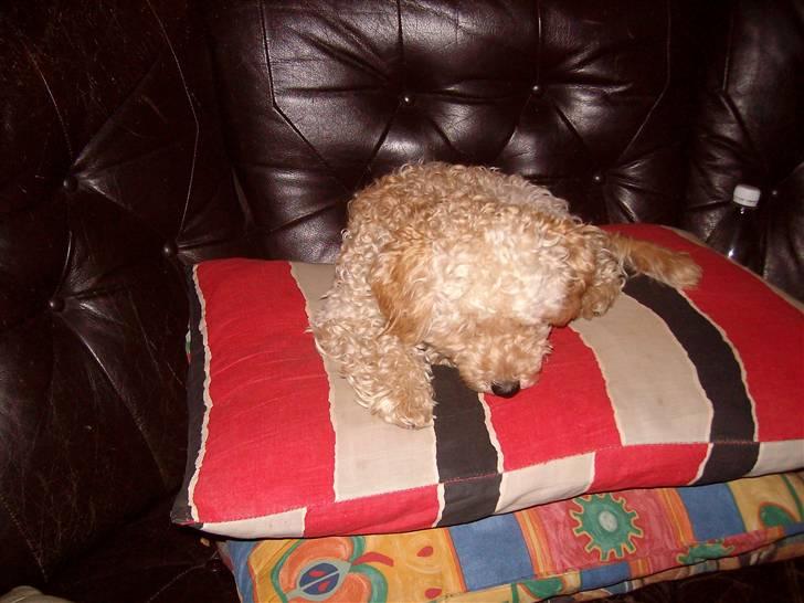 Mellempuddel mini max , (lille My) - ah ah hvor skønt billede 10