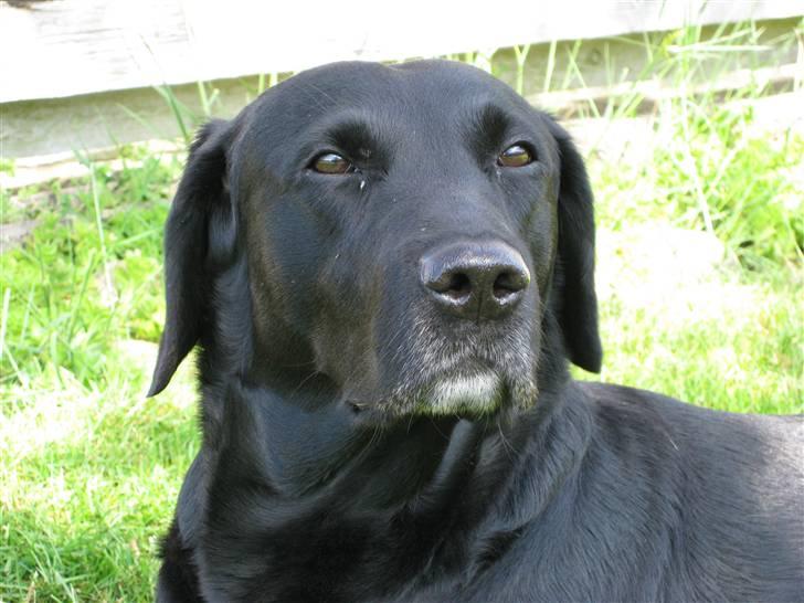 Labrador retriever Chester billede 1