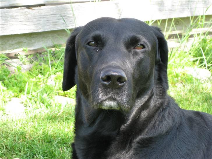 Labrador retriever Chester billede 2