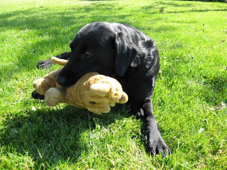 Labrador retriever Chester billede 3
