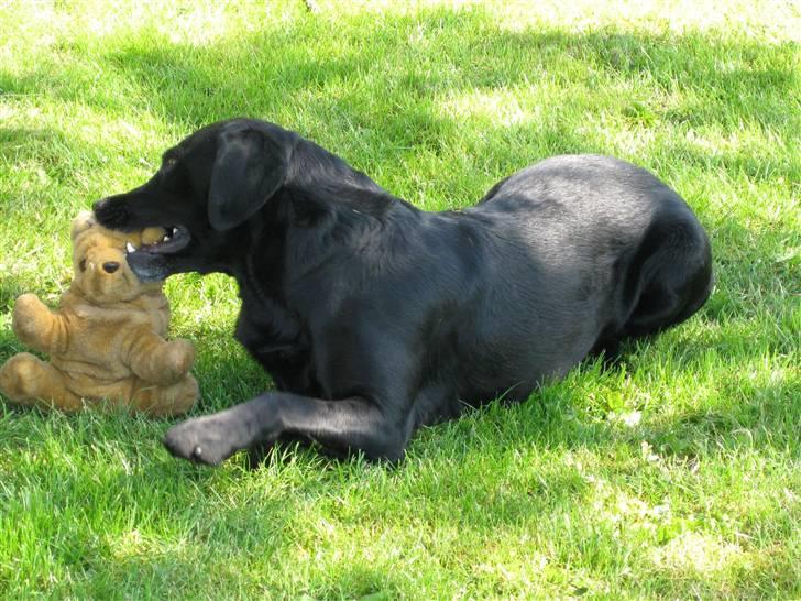 Labrador retriever Chester billede 4