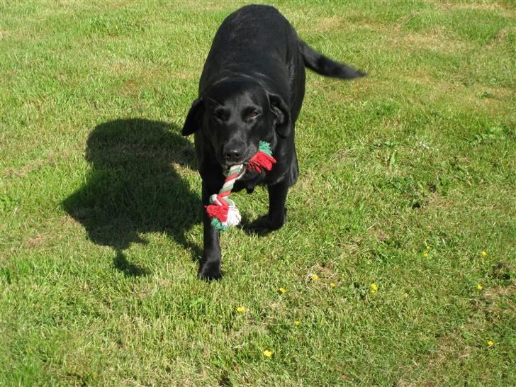 Labrador retriever Chester billede 5