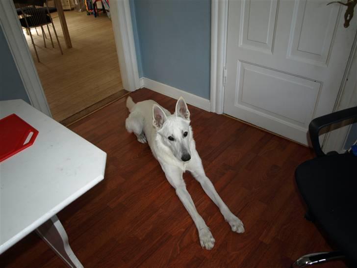 Hvid Schweizisk Hyrdehund Blanco RIP - Nogen der sagde lange ben.... hehe billede 2