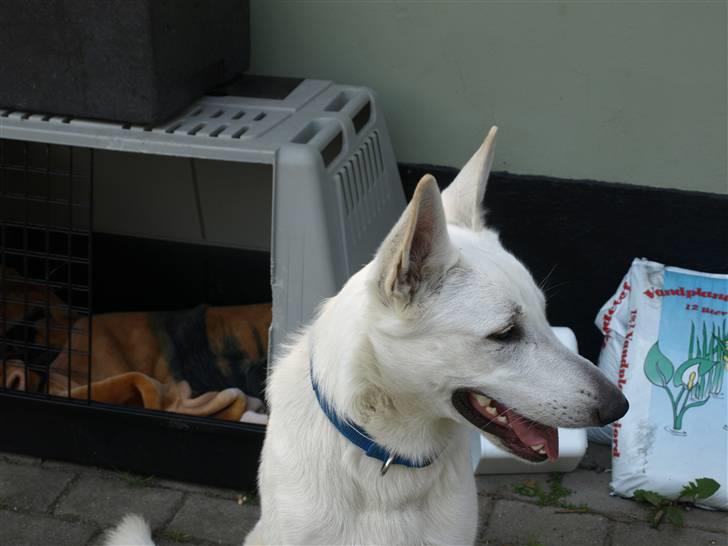 Hvid Schweizisk Hyrdehund Blanco RIP billede 3