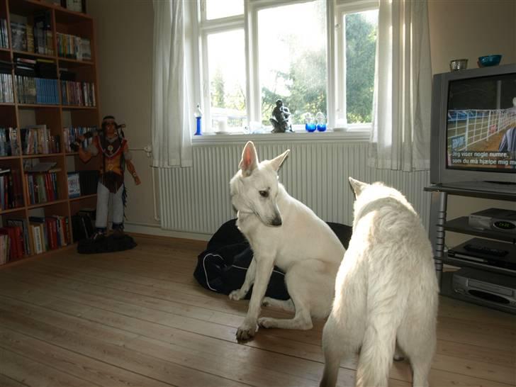 Hvid Schweizisk Hyrdehund Blanco RIP billede 4