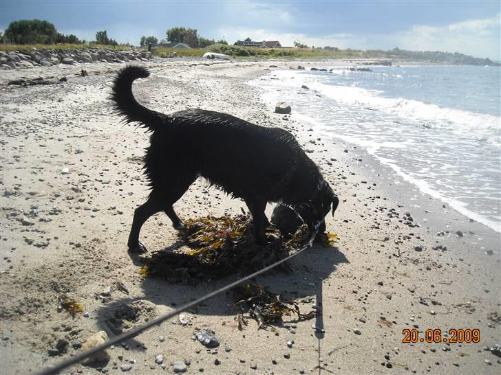 Blanding af racer Zisca billede 9