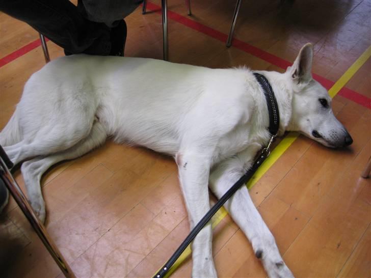 Hvid Schweizisk Hyrdehund Blanco RIP billede 6