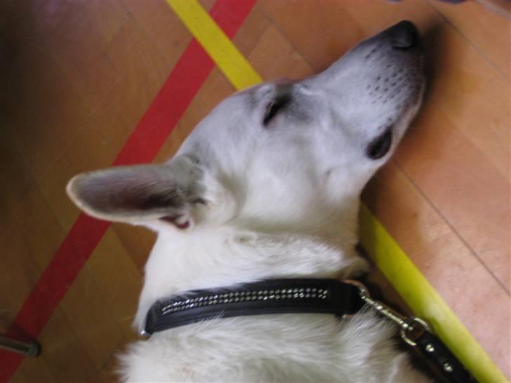 Hvid Schweizisk Hyrdehund Blanco RIP billede 8