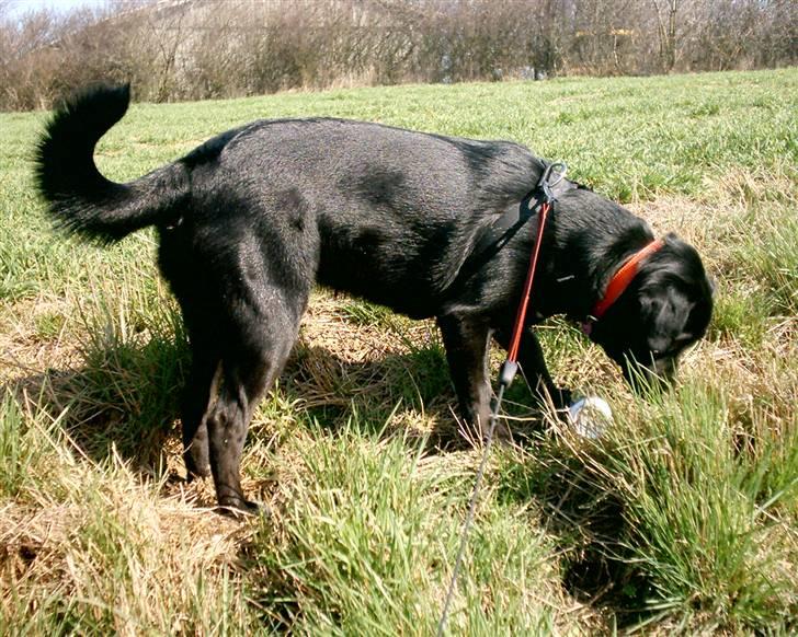 Blanding af racer Zisca - Zisca finder musehuller.. billede 10