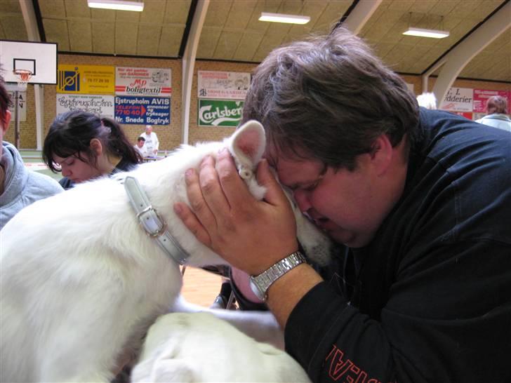 Hvid Schweizisk Hyrdehund Arven RIP - man elsker vel sin far... billede 10