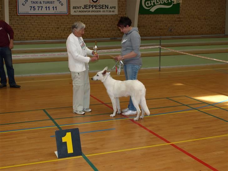 Hvid Schweizisk Hyrdehund Arven RIP billede 11