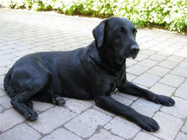 Labrador retriever Chester billede 6