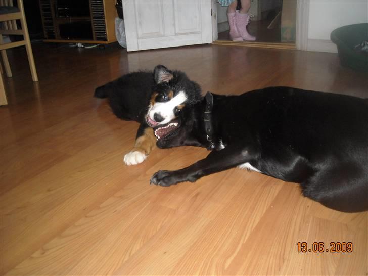 Blanding af racer Zisca - Zisca og Diesel leger... Det er Diesel vi skal passe i uge 28 billede 11