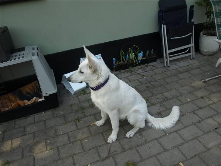 Hvid Schweizisk Hyrdehund Arven RIP billede 12