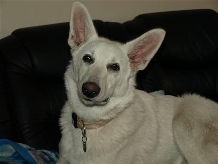 Hvid Schweizisk Hyrdehund Arven RIP billede 13