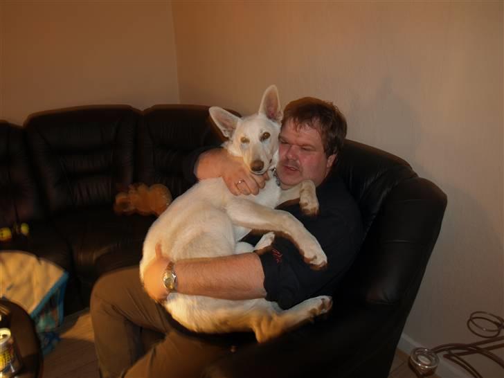 Hvid Schweizisk Hyrdehund Arven RIP billede 14