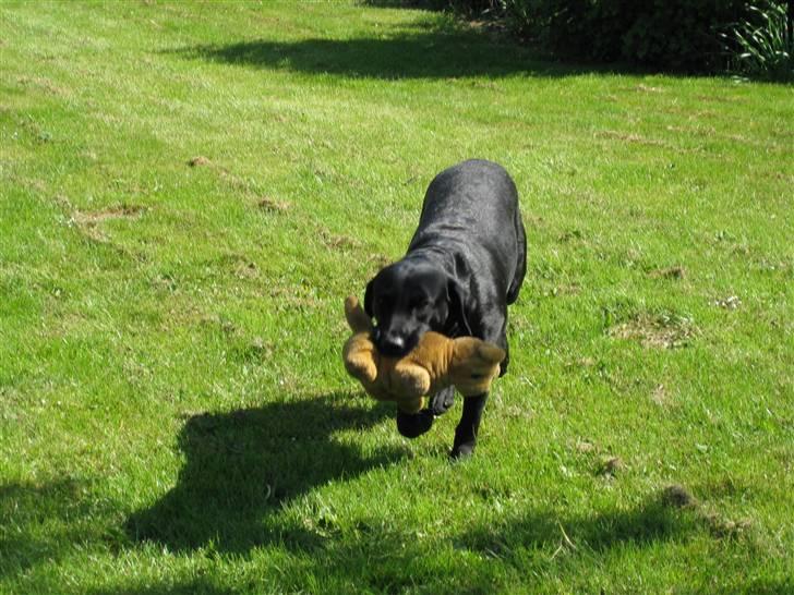 Labrador retriever Chester billede 7