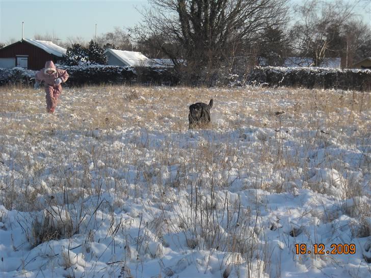 Blanding af racer Zisca - Det er sjovt at lege i vandet.. billede 13