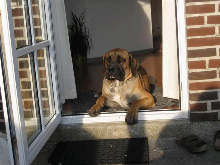 Boerboel Clyde - R.I.P billede 11