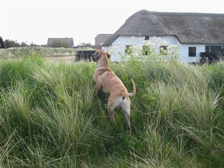 Boerboel Clyde - R.I.P billede 12