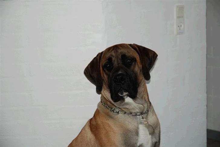 Boerboel Clyde - R.I.P billede 13
