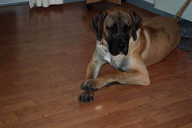 Boerboel Clyde - R.I.P billede 14