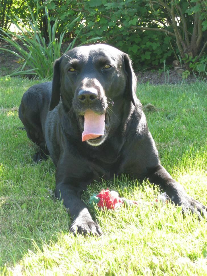 Labrador retriever Chester billede 8