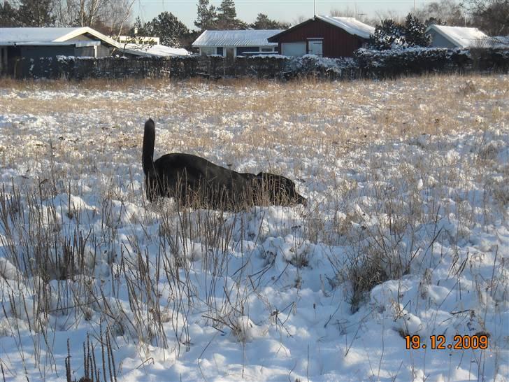 Blanding af racer Zisca - Mums... mere lækkert tang. billede 14