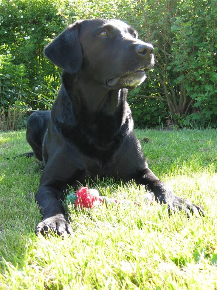 Labrador retriever Chester billede 9