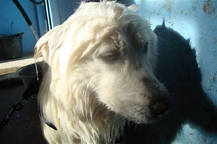 Samojedhund sigurd billede 8