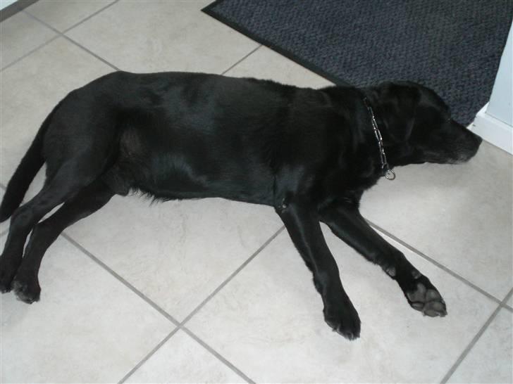 Labrador retriever Max    R.I.P  billede 10