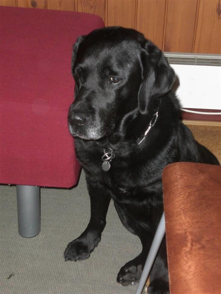 Labrador retriever Max    R.I.P  billede 11
