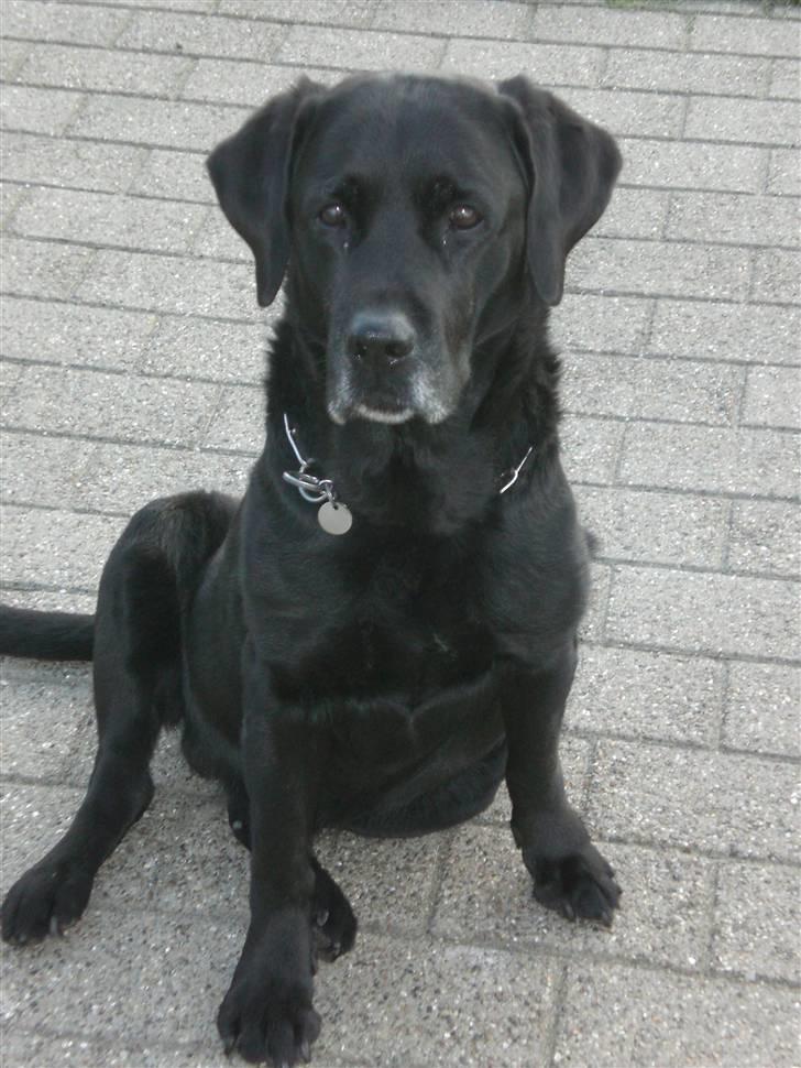 Labrador retriever Max    R.I.P  billede 12