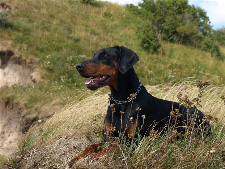 Dobermann GOF Charming Chianti billede 1