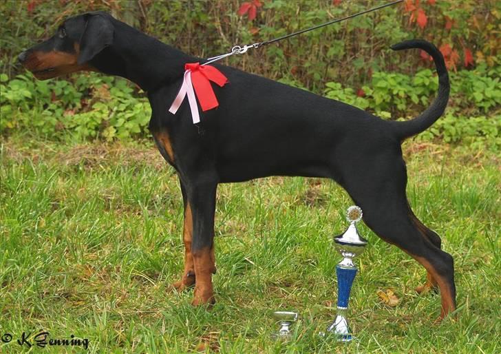 Dobermann GOF Charming Chianti - 12/10: Bedste baby tæve ved udstillingen i Blovstrød billede 2