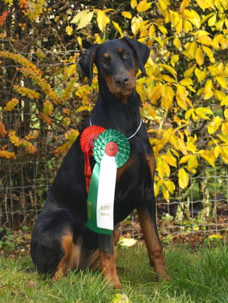 Dobermann GOF Charming Chianti - BIS4 hvalp til Nordic Vinder udstillingen i Herning d. 8/11 billede 3