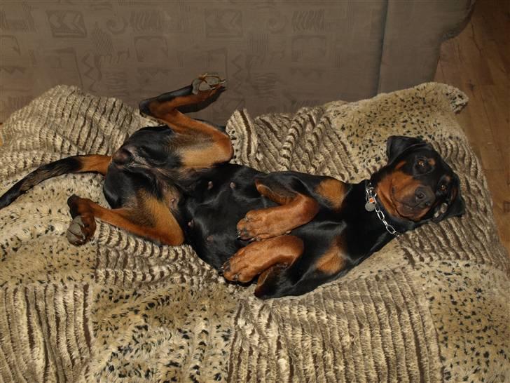 Dobermann GOF Charming Chianti billede 4